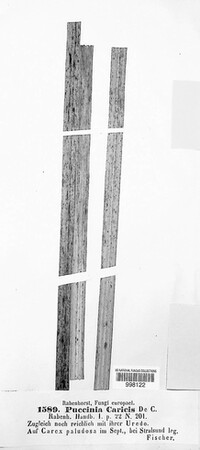 Puccinia caricis image